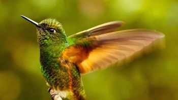 Karya Julian Rad. Camera: Canon EOS 60D, Aperture: f/5.6, ISO: 1600, Shutter Speed: 1/500, Focal Length: 400/1. Foto: Viewbug 