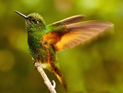 Deretan Foto Hewan yang Membuat Mata Terperangah