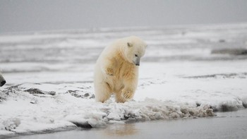 Karya sylke.  Foto: Viewbug