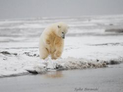Deretan Foto Hewan yang Membuat Mata Terperangah