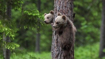 Karya Corradomariani. Foto: Viewbug