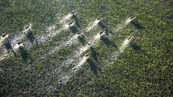 Karya Valerioleone. Camera: NIKON D600 Aperture: 28/10, ISO: 400, Shutter Speed: 1/1250,  Focal Length: 600/10. Foto: Viewbug