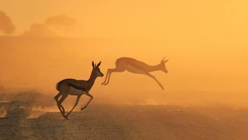 Karya LivingWild. Camera: Canon EOS REBEL T2i, Aperture: f/8.0, ISO: 320, Shutter Speed: 1/500. Foto: Viewbug 