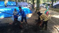 Petani Sawit di Jambi Belajar Tanam Jahe hingga Ternak Domba Petani Sawit di Jambi Belajar Tanam Jahe hingga Ternak Domba