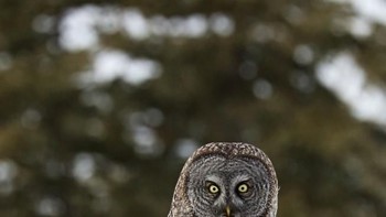  Karya Grizzliesview. Foto: Viewbug