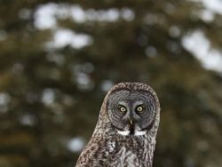 Deretan Foto Hewan yang Membuat Mata Terperangah