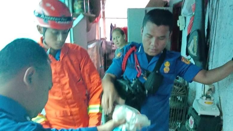 Petugas Damkar Tangkap Kobra yang Masuk Rumah Warga di Ciracas Petugas Damkar Tangkap Kobra yang Masuk Rumah Warga di Ciracas