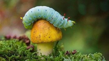 Karya Promethea Silkmoth. Camera: NIKON D800, Aperture: f/5, ISO: 1000, Shutter Speed: 1/160, Focal Length: 1500/10. Foto: Viewbug