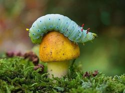 Deretan Foto Hewan yang Membuat Mata Terperangah