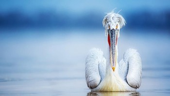 Karya Geopic. Camera: Canon EOS 5D Mark III, Aperture: 28/10, ISO: 160, Shutter Speed: 1/4000, Focal Length: 300/1. Foto: Viewbug 