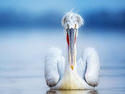 Deretan Foto Hewan yang Membuat Mata Terperangah