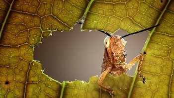 Karya Andreas Karyadi. Camera: Canon EOS 550D, Aperture: f/7.1, ISO: 400, Shutter Speed: 1/160. Foto: Viewbug