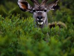 Deretan Foto Hewan yang Membuat Mata Terperangah