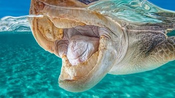 Karya Scubadaddy. Camera: NIKON D90, Aperture: f/13.0, ISO: 500, Shutter Speed: 1/250. Foto: Viewbug