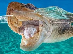 Deretan Foto Hewan yang Membuat Mata Terperangah