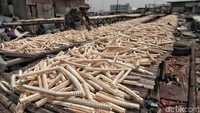 Tulang ikan ini dijadikan sebagai bahan baku kosmetik.