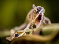 Deretan Foto Hewan yang Membuat Mata Terperangah