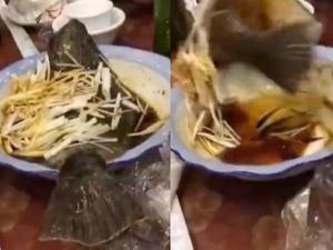 Viral! Ikan yang Sudah Dimasak Ini Kembali Hidup dan Loncat dari Piring