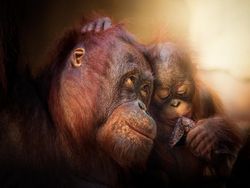 Deretan Foto Hewan yang Membuat Mata Terperangah