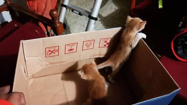 Anak kucing yang diselamatkan petugas damkar