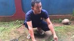 Bikin Kaget! Ini Penampakan Kobra yang Muncul di Dapur Warga Ciracas