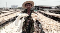 Tulang ikan tersebut diekspor ke berbagai negara di Asia.