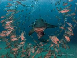 Deretan Foto Hewan yang Membuat Mata Terperangah