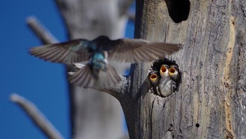 Karya Maityk. Camera: PENTAX K-30,  Aperture: f/7.1, ISO: 200, Shutter Speed: 1/800, Focal Length: 30000/100.Foto: Viewbug 