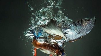 Karya HuyHo. Camera: Canon EOS-1D Mark IV, Aperture: f/4, ISO: 100, Shutter Speed: 1/3200, Focal Length: 400/1. Foto: Viewbug