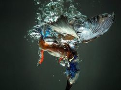 Deretan Foto Hewan yang Membuat Mata Terperangah