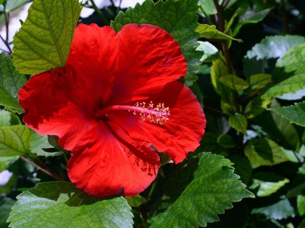 Wajib Tahu 31 Klasifikasi Dan Morfologi  Tanaman Bunga  