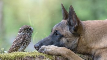 Karya Tanjabrandt. Camera: NIKON D4, Aperture: f/4.5, ISO: 280, Shutter Speed: 1/320, Focal Length: 2000/10. Foto: Viewbug 