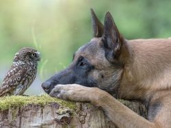 Deretan Foto Hewan yang Membuat Mata Terperangah