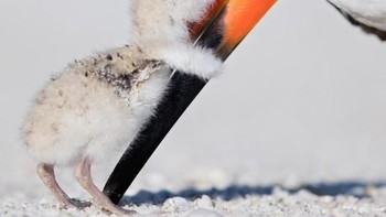 Karya OutbackPhotoAdventures. Camera: Canon EOS 5DS R, Aperture: 11/1, ISO: 200, Shutter Speed: 1/2500, Focal Length: 600/1.Foto: Viewbug 