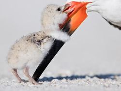 Deretan Foto Hewan yang Membuat Mata Terperangah