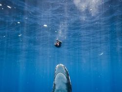 Deretan Foto Hewan yang Membuat Mata Terperangah