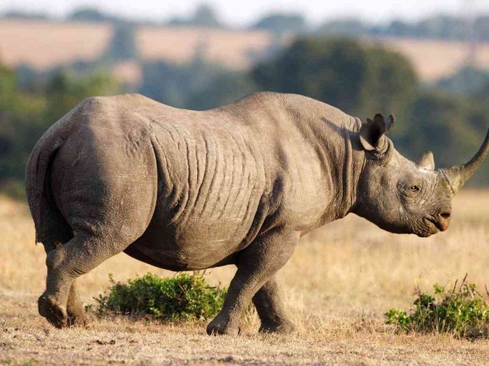 A file photo of a black rhino. (the-star.co.ke)