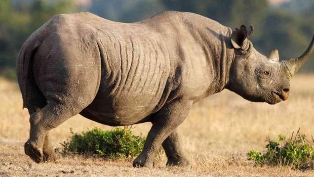 ilustrasi badak hitam A file photo of a black rhino. (the-star.co.ke)