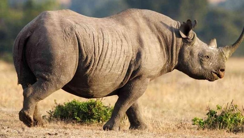 ilustrasi badak hitam A file photo of a black rhino. (the-star.co.ke)