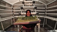 Di Kampung Papanggo juga dapat ditemui kebun hidroponik.