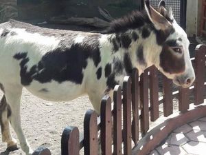 Hewan Lucu dan Unik di Batu Secret Zoo
