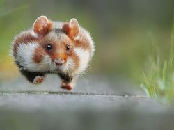 Deretan Foto Hewan yang Membuat Mata Terperangah