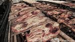 Melihat Pengolahan Kulit Ikan Pari di Muara Angke