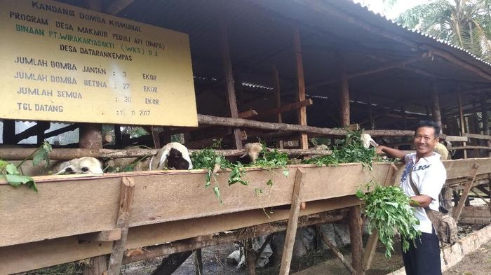 Petani Sawit di Jambi Belajar Tanam Jahe hingga Ternak Domba