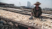 Pekerja menjemur tulang ikan cucut.