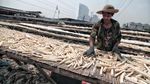 Ternyata Tulang Ikan Cucut Bisa untuk Bahan Baku Kosmetik