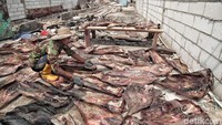 Di daerah Jakarta Utara terdapat beberapa nelayan yang mengolah kulit ikan pari dengan cara dijemur untuk kemudian diproduksi menjadi bahan makanan maupun olahan kerajinan tangan seperti tas dan dompet.