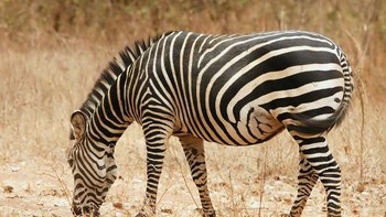 Jawabannya adalah Zebra. Sampai sini jawabannya sudah salah berapa nih. Yuk Lanjut lagi. Foto: Playbuzz