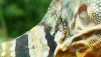 Kadal, ular atau buaya? (Foto: Playbuzz)