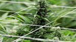 Melihat Proses Budidaya Ganja untuk Kesehatan di Kolombia